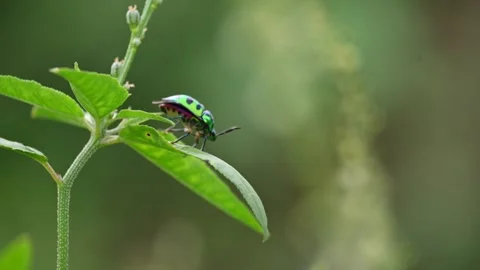 Jewel bugs. Stock Footage 315229740