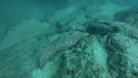 Jewel Moray eel Stock Footage 157994862