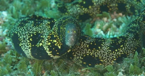 Jeweled moray eel Stock Footage 114946622