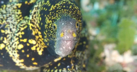 Jeweled moray eel 库存影片 114979908