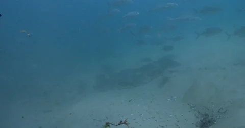 Jewfish schooling over sandy bottom, Argyrosomus japonicus. Stock Footage 61931894