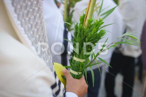 Jewish Sunrise Prayers at the Western Wall, Israel Stock Photos