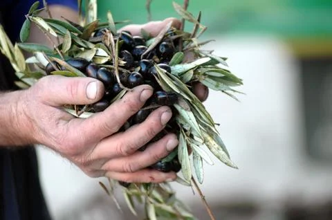 Jhands of a farmer full of olives Stock Photos