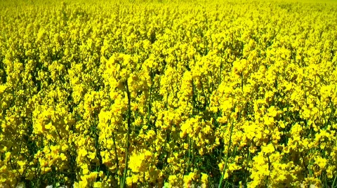 JHD - Seasons - Rape 00014 Video stock 686669