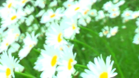 JHD - Seasons - Spring - Daisies In The Breeze 00136 Video stock 662653