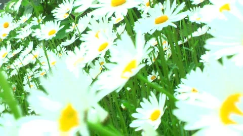 JHD - Seasons - Spring - Dangling Daisies 00138 Video stock 662669