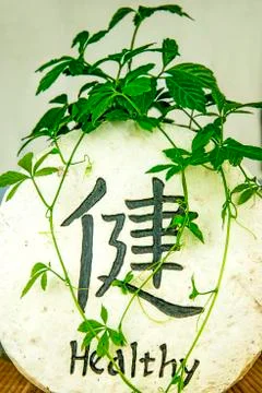 Jiaogulan, herb of longevity Stock Photos