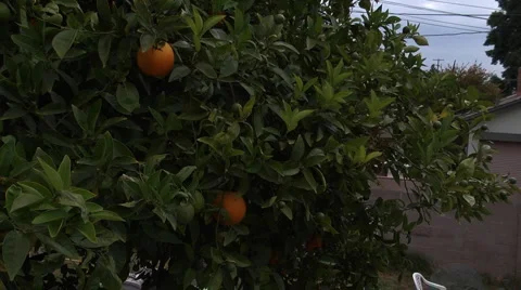 Jib arm orange tree down Stock-Footage 6344663