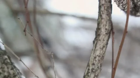 Jib down CU of tree branch covered in snow Stock Footage 10726382