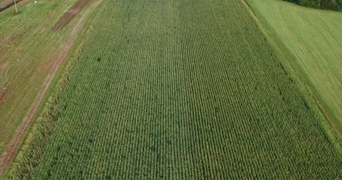 Jib Drone Shot Of Scenic Corn Field Stock Footage 90556606