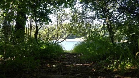 Jib Up on Forest Path Overlooking Lake, 4k Video stock 93307899