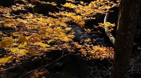 Jib Move- Eastern Fall Color/stream Stock-Footage 909844