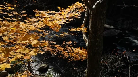 Jib Move- Eastern Fall Color/stream Stock Footage 910032