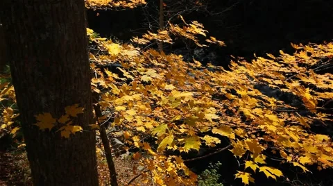 Jib Move- Eastern Fall Color/stream Stock-Footage 910163