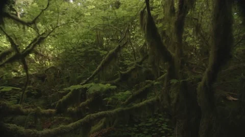 Jib Movements in a Mossy Environment Stock Footage 40002471
