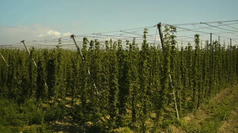 Jib Over Hop Field Vídeo Stock 44976789