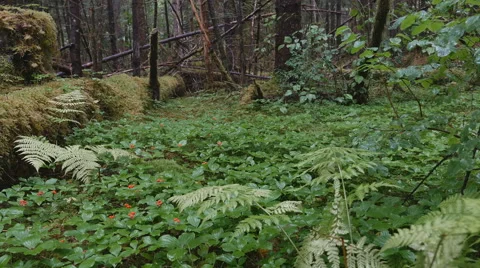 Jib up-Rain falling in verdant Alaskan rain forest-gyro stabilized Stock Footage 66525585
