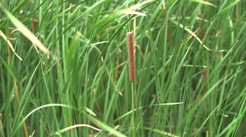 Jib Scenic Background - Cattails in Super Slow Motion Stock-Footage 26761587