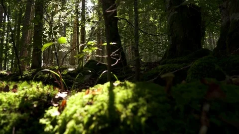 Jib shot in the forest Nature background Stock Footage 80675417