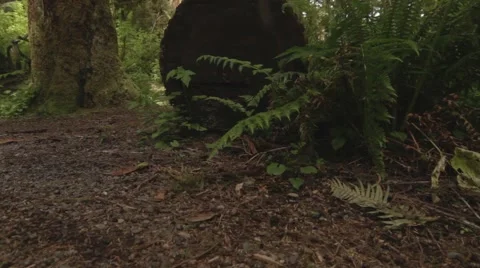 Jib Shot of a log in an Ancient Forest Stock Footage 40002236