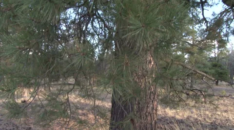 Jib shot up Ponderosa Pine Stock Footage 48669596