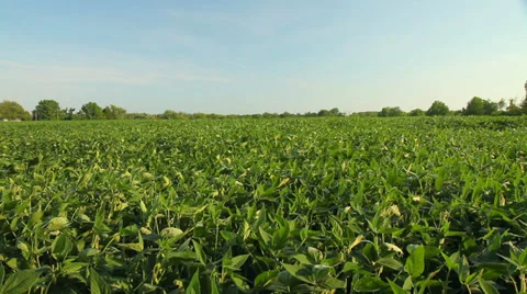 Jib shot reveals huge soybean crop Stock Footage
