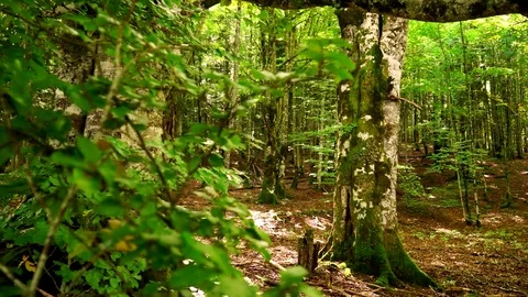 Jib shot of tree in the woods Stock Footage 80660402