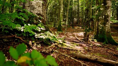 Jib shot of tree in the woods. Nature background Stock Footage 80660450