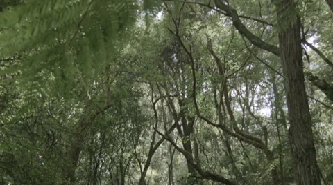 Jib through forrest Stock Footage 35166459