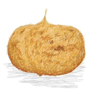 Jicama Stock Illustration