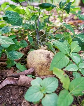 Jicama Stock Photos