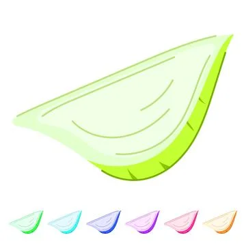 Jicama root slice single cross section graphic Stock Illustration