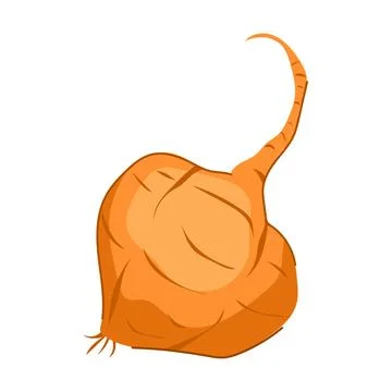 Jicama root vegetable showing healthy eating concept Stock Illustration