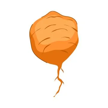 Jicama root vegetable showing natural texture and fibrous roots Stock Illustration