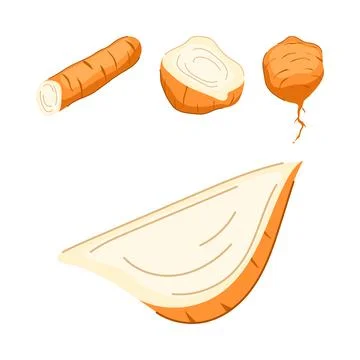 Jicama root vegetable whole and sliced illustrations Stock Illustration