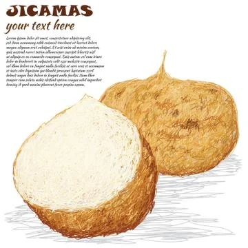 Jicamas Stock Illustration
