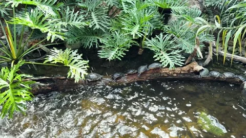 Jicotea turtles basking on log near a waterfall in tropical rainforest pond Stock Footage 344042850