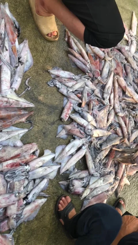 Jigging Squid Stock Footage 273307903