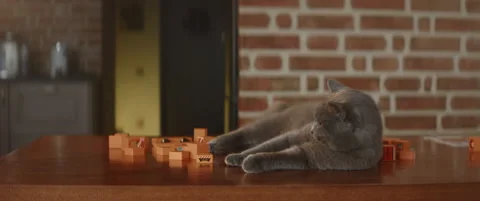 Jiggish gray cat and pretty blond child play on a table with wooden toy blocks Stock Footage 233775729
