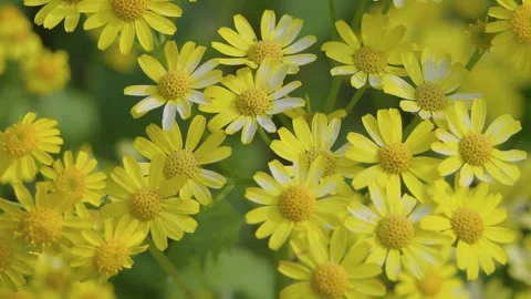 Jiggling ragwort Stock Footage 241227909