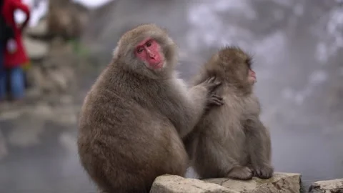 Jigokudani Stockbeeldmateriaal 130886633