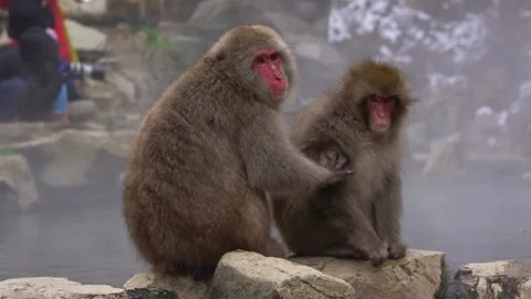 Jigokudani Stockbeeldmateriaal 130886652