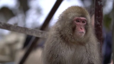 Jigokudani Stockbeeldmateriaal 130886658