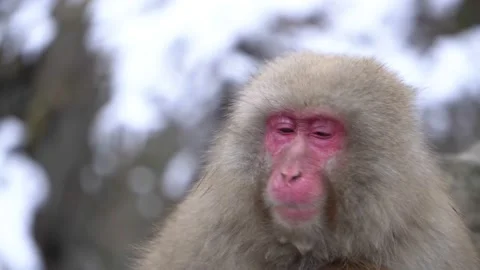 Jigokudani Stockbeeldmateriaal 130886867