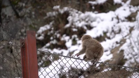 Jigokudani 動画素材 130886895