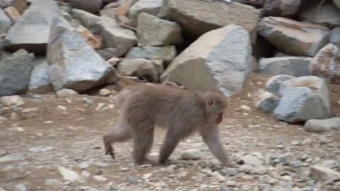 Jigokudani Stockbeeldmateriaal 130886930