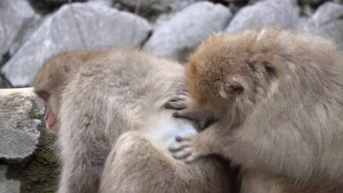 Jigokudani Stockbeeldmateriaal 130887060