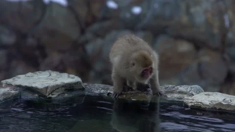Jigokudani Monkey Park, snow monkeys driking in a natural hot spring. Japan-Dan Stock Footage 144536667