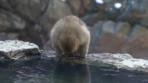 Jigokudani Monkey Park, snow monkeys driking in a natural hot spring. Japan-Dan Stock Footage 144538007