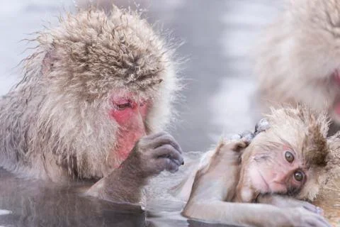 Jigokudani snow monkey bathing onsen hotspring famous sightseeing in Japan. Stock Photos